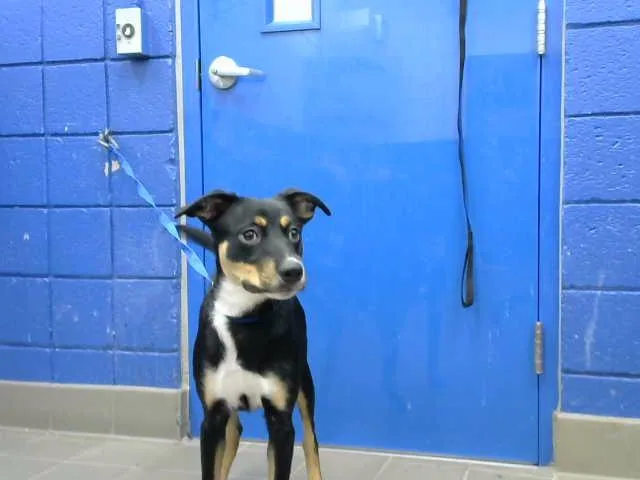 A young small-sized female German Shepherd Dog dog named Micky for adoption in Albuquerque, NM