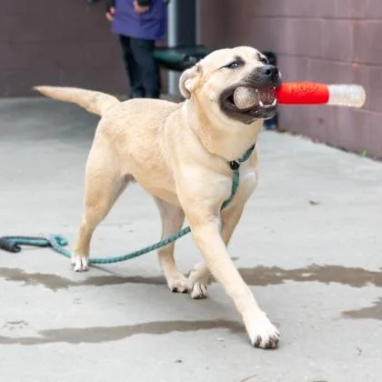 A young large-sized male Mixed Breed dog named Verve for adoption in Chamblee, GA