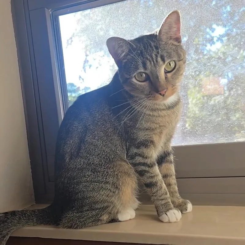 Missy thumbnail 3