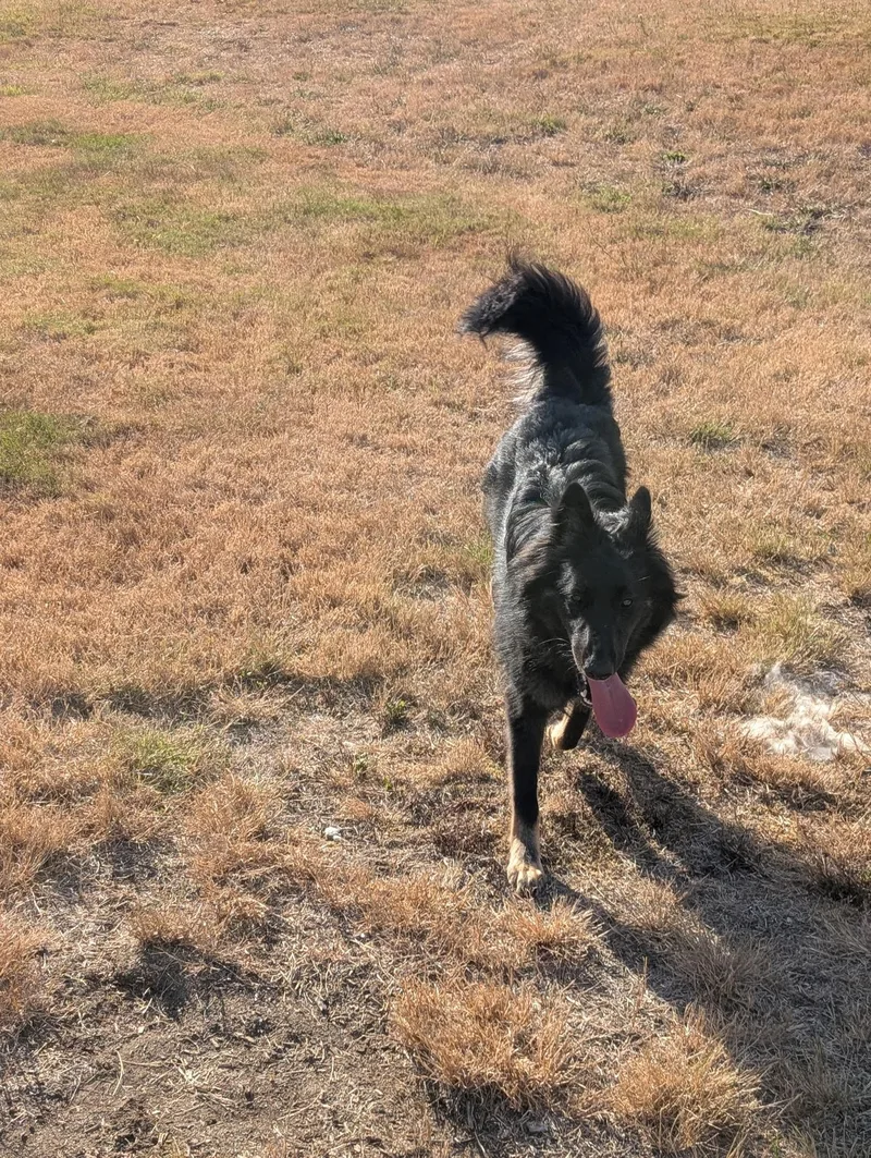 A young medium-sized female Belgian Shepherd / Sheepdog dog named Rosie for adoption in Sammamish, WA