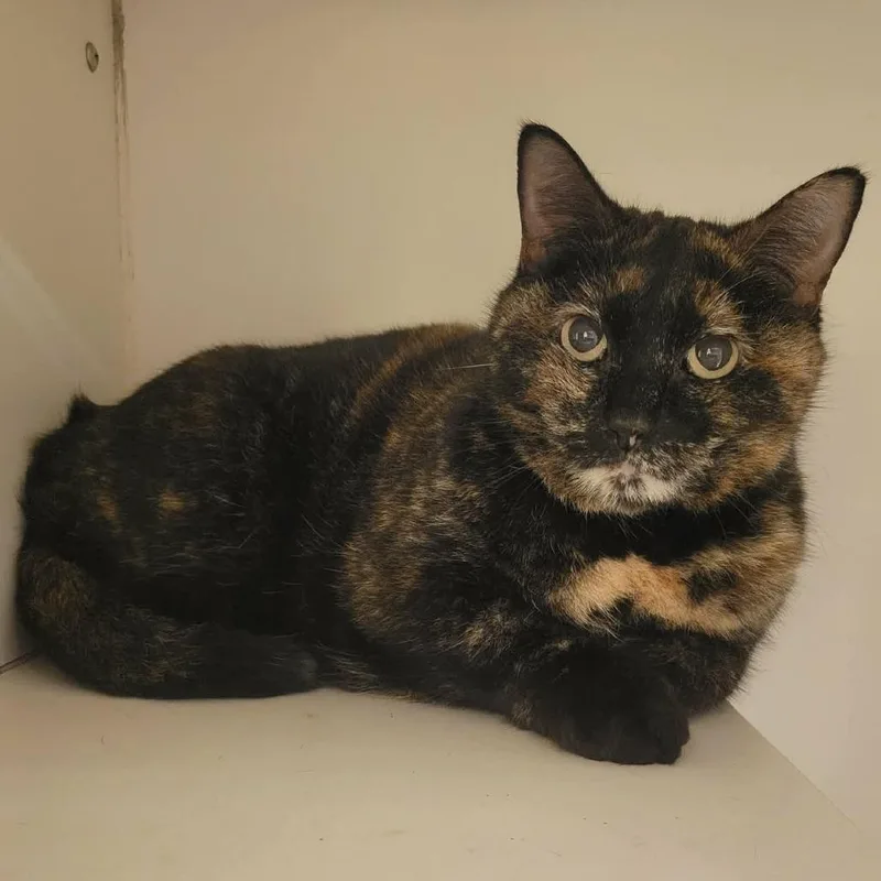 A senior large-sized female Tortoiseshell Domestic Short Hair cat named Maddy for adoption in Columbia, MO