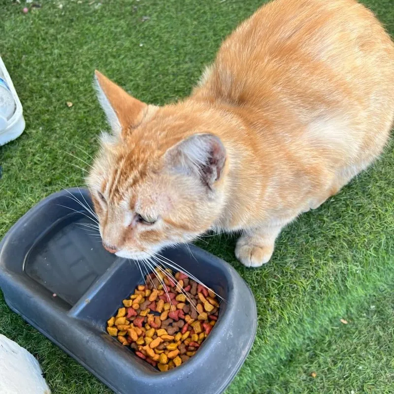 Heathcliff thumbnail 2