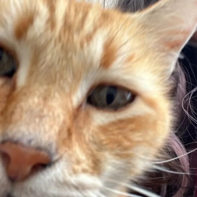 Heathcliff thumbnail 4