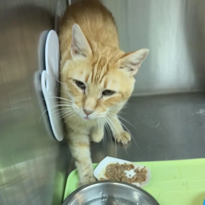 Heathcliff thumbnail 5