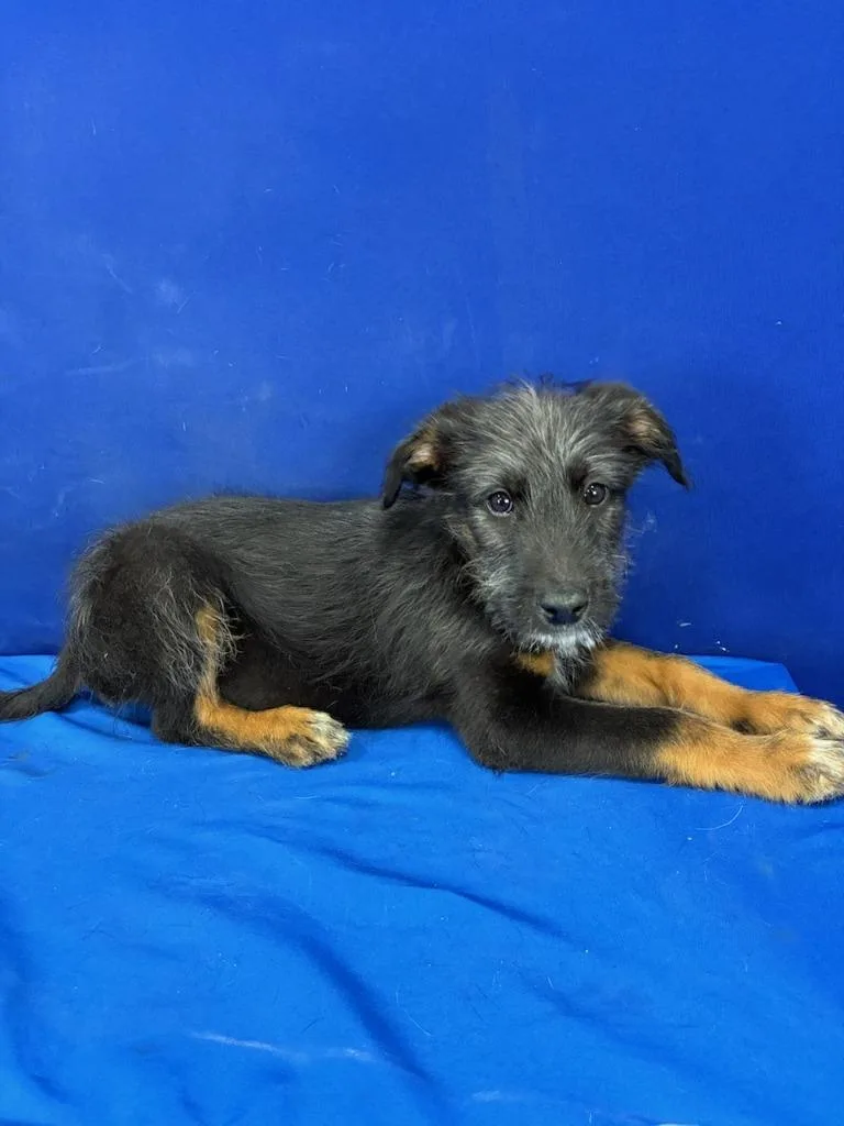 A baby medium-sized male Mixed Breed dog named Frolic for adoption in Ruston, LA