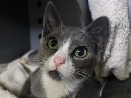 A baby small-sized male Domestic Short Hair cat named Ginko for adoption in Palo Alto, CA