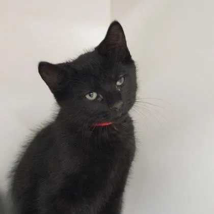 A baby small-sized male Domestic Short Hair cat named Dorito for adoption in Verona, WI