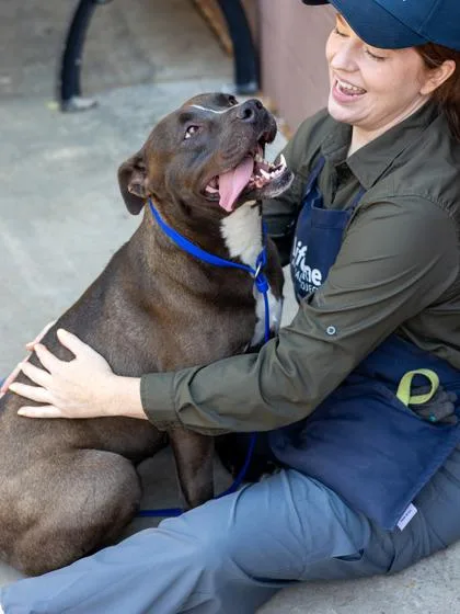 An adult large-sized female Mixed Breed dog named Mary Jane for adoption in Chamblee, GA