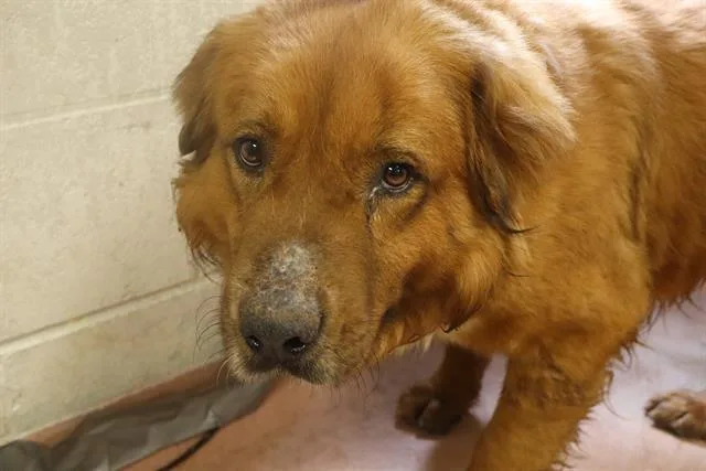 An adult large-sized male Mixed Breed dog named Jellycup for adoption in Columbia, SC