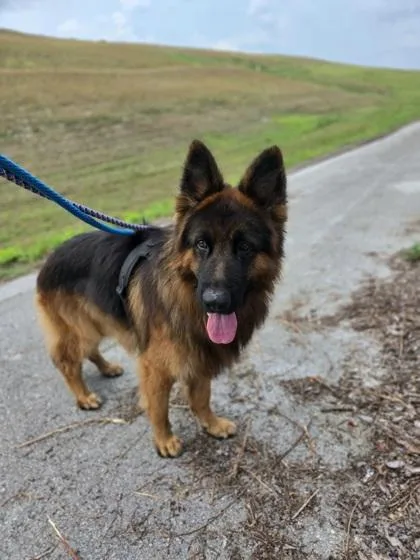 An adult large-sized male German Shepherd Dog dog named Achilles for adoption in Key West, FL