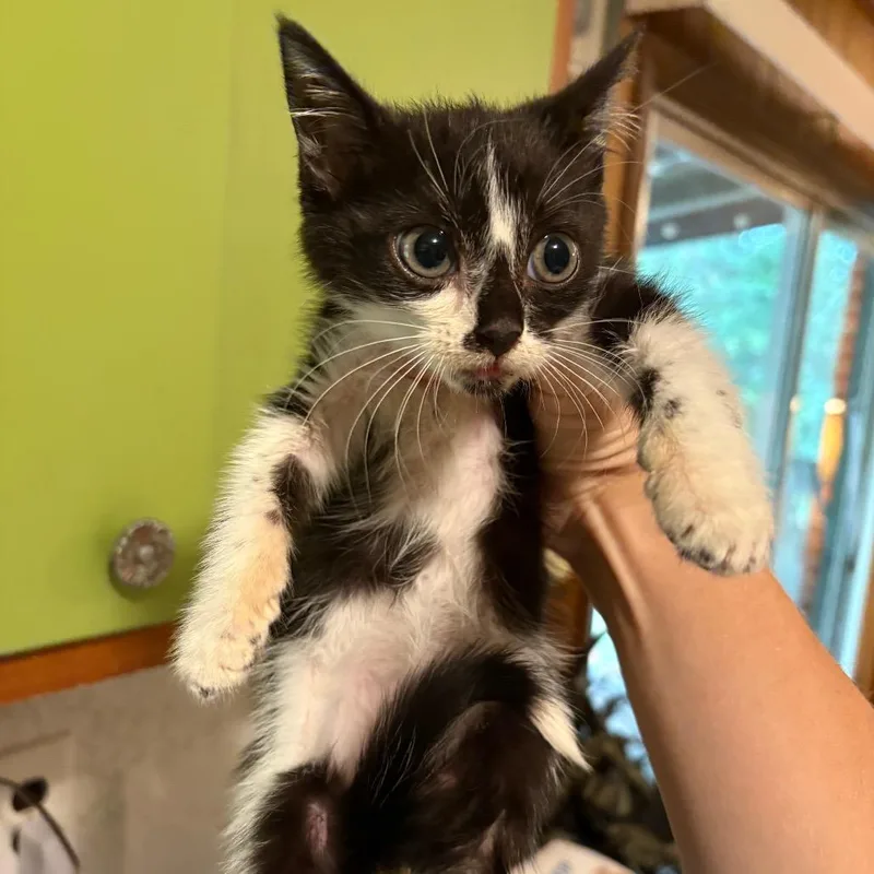 A baby small-sized male Black Domestic Short Hair cat named Bug Eichee for adoption in Tallahassee, FL