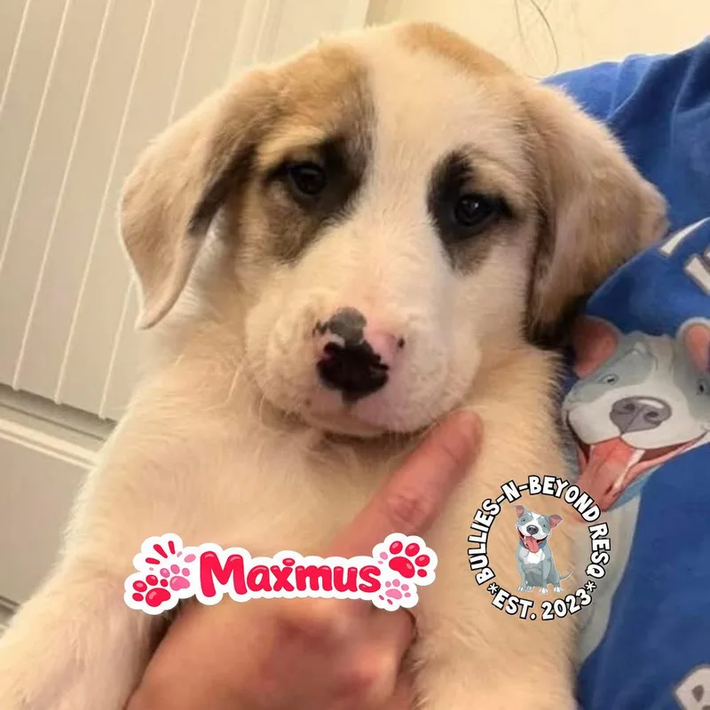 A baby large-sized male Mixed Breed dog named The M Litter: Maximus for adoption in Omaha, NE