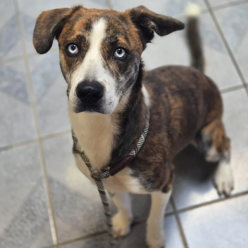 An adult medium-sized female Brindle Catahoula Leopard Dog dog named Mary Puppins for adoption in Normal, IL
