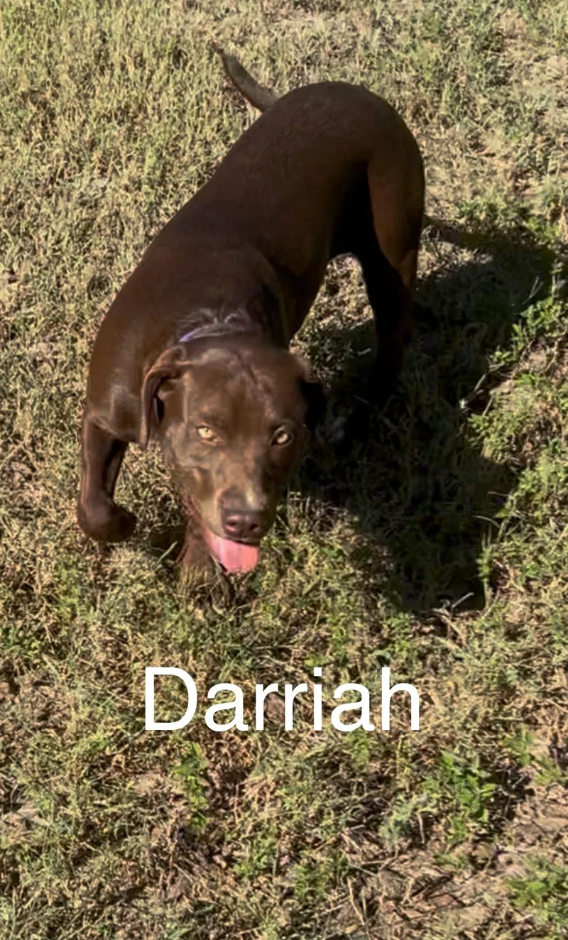 A young large-sized female Pit Bull Terrier dog named Darriah for adoption in Texarkana, TX