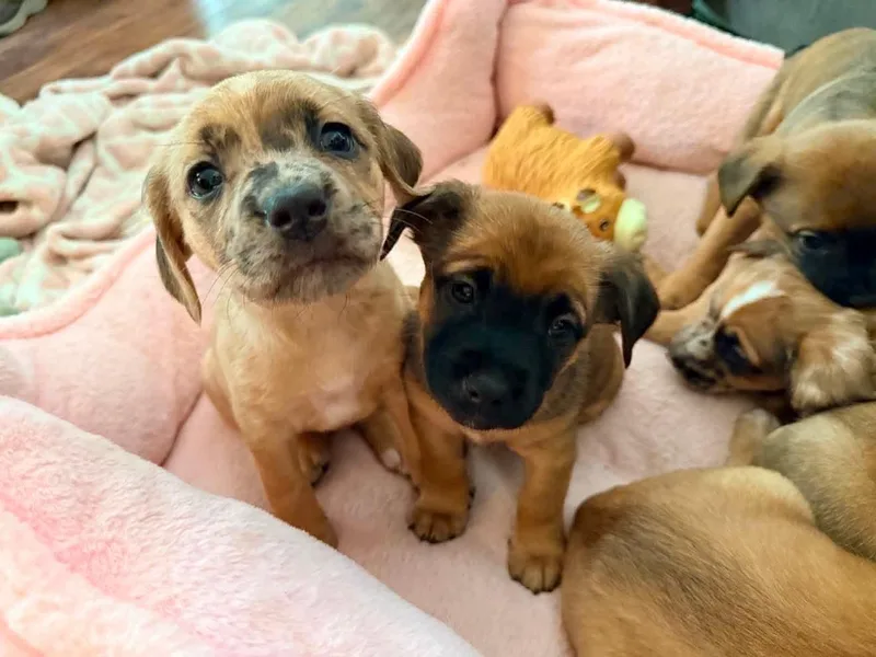 A baby medium-sized female Dachshund dog named Starla for adoption in Roxboro, NC