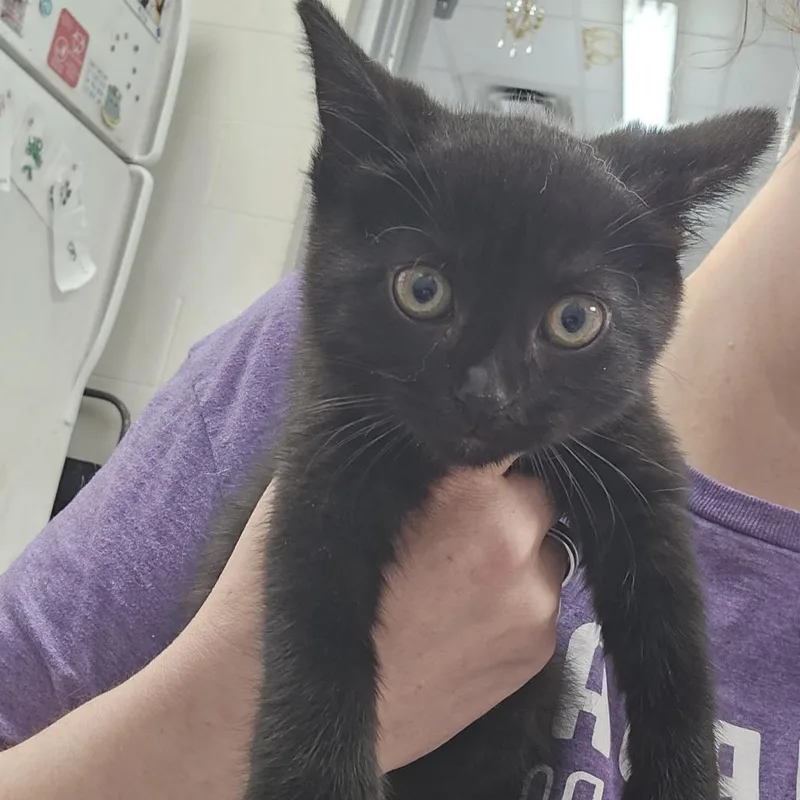 A baby small-sized female Black Domestic Short Hair cat named Honey Hustle for adoption in Evansville, IN