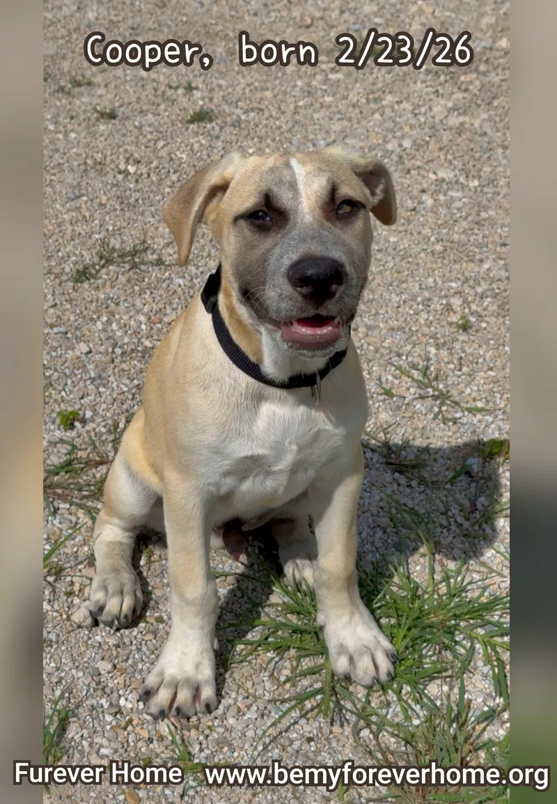A baby medium-sized male Black Mouth Cur dog named Cooper for adoption in Plano, TX