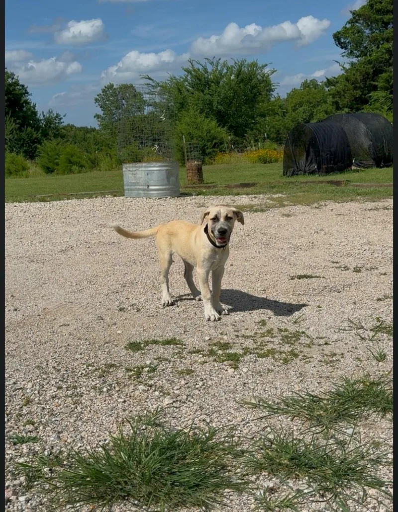 Cooper thumbnail 2