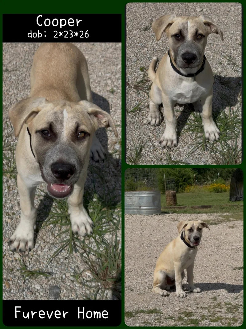 Cooper thumbnail 3