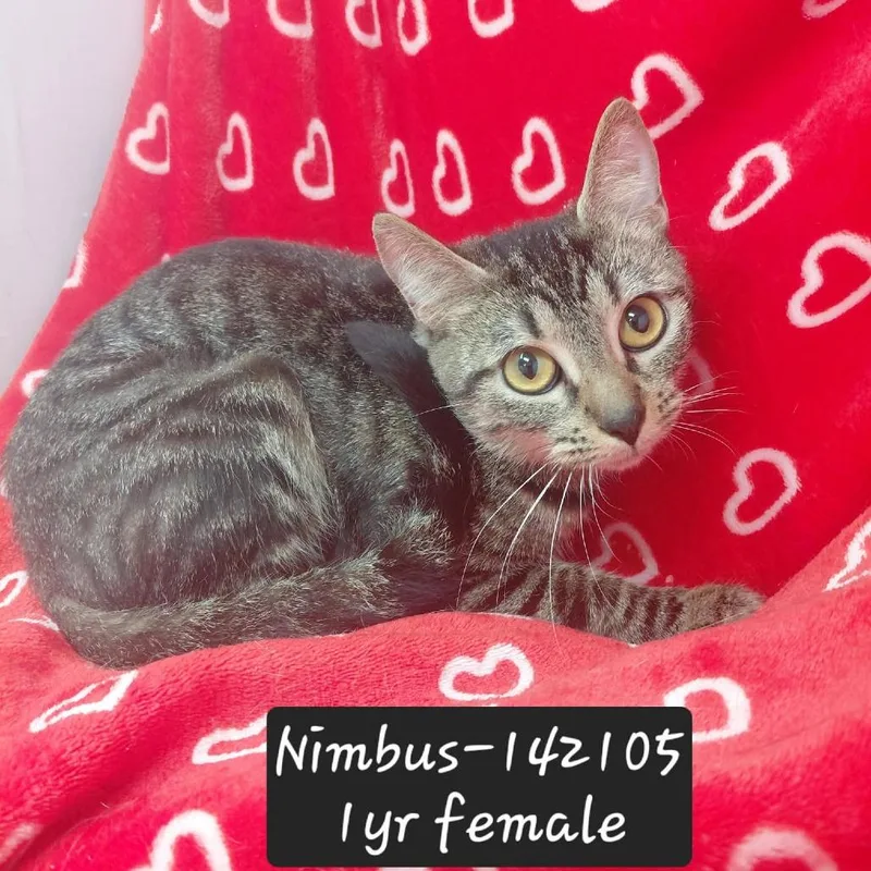 A young small-sized female Domestic Short Hair cat named Nimbus for adoption in New Tazewell, TN