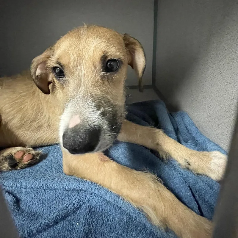 A young medium-sized male Brown / Chocolate Terrier dog named Hansel for adoption in Port Charlotte, FL