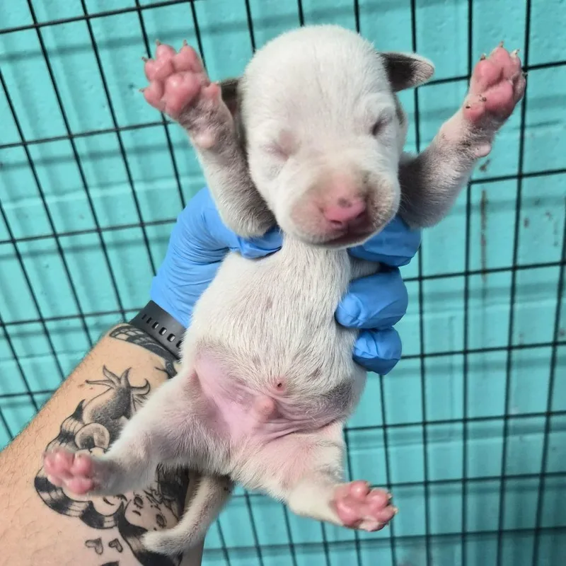 A baby large-sized male White / Cream Terrier dog named Naupaka for adoption in Wahiawa, HI