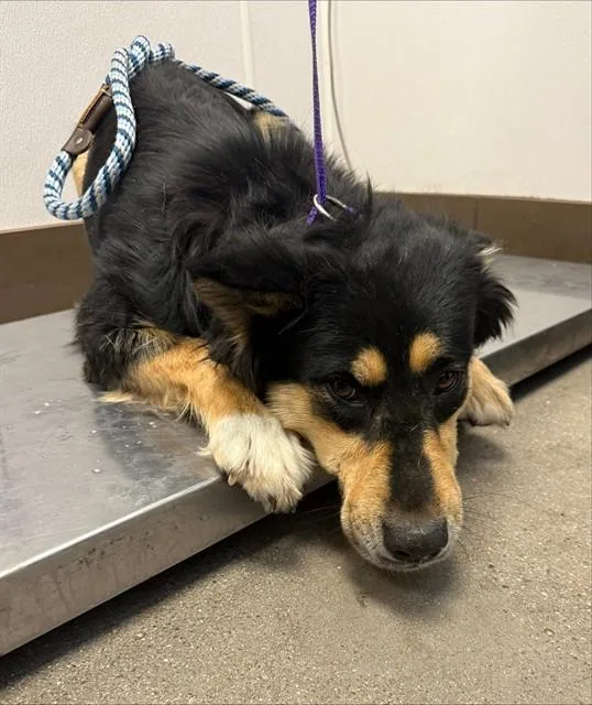 An adult medium-sized female German Shepherd Dog dog named Winona for adoption in Tucson, AZ