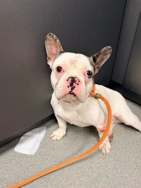 A young small-sized male French Bulldog dog named Jim for adoption in Ontario, CA