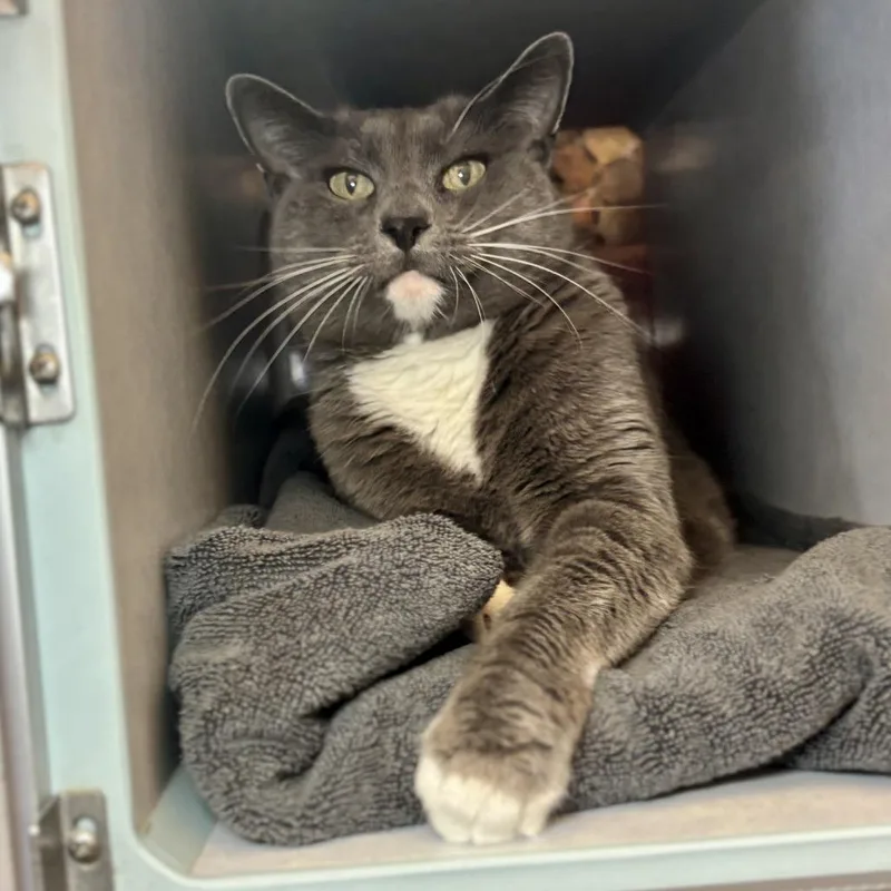 A senior large-sized female Domestic Short Hair cat named Luba for adoption in Glenwood Springs, CO