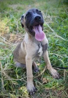 A baby large-sized male Black Mouth Cur dog named Patriot for adoption in Pleasanton, TX