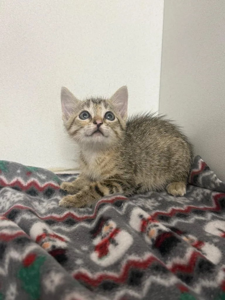 A baby medium-sized female Domestic Short Hair cat named Aioli for adoption in Sorrento, LA