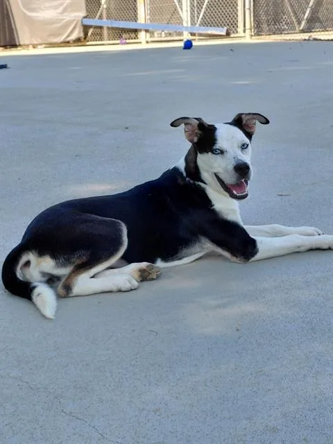 A young medium-sized female Mixed Breed dog named Mazie for adoption in Charlotte, NC