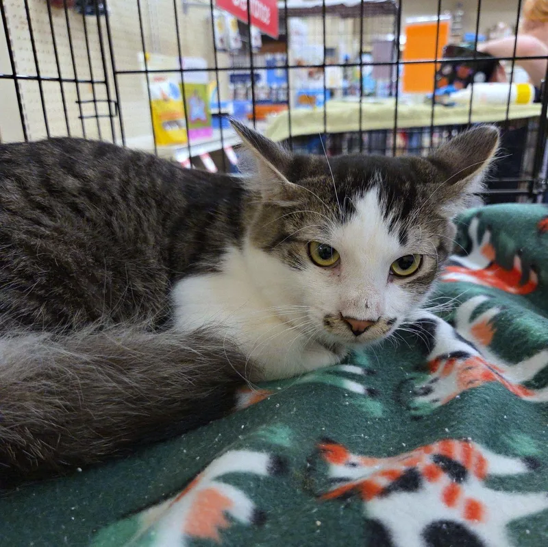 A young medium-sized male White Domestic Short Hair cat named Romeo for adoption in Henderson, NV