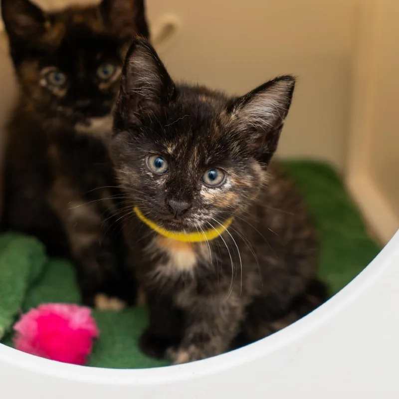 A baby small-sized female Tortoiseshell Domestic Short Hair cat named Jules for adoption in New York, NY