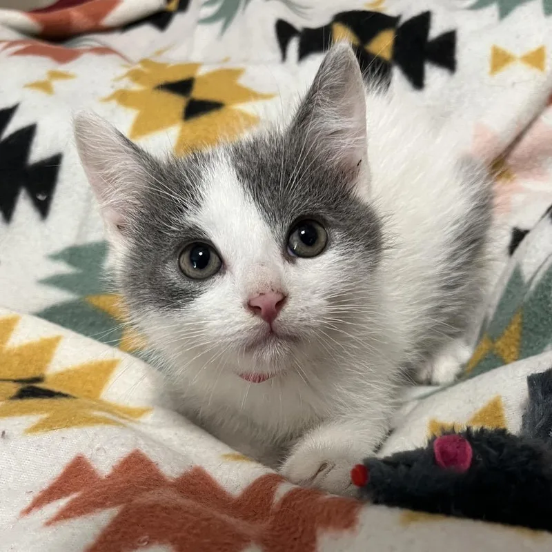 A baby small-sized male Gray / Blue / Silver Domestic Short Hair cat named Donald Duck for adoption in Waldorf, MD