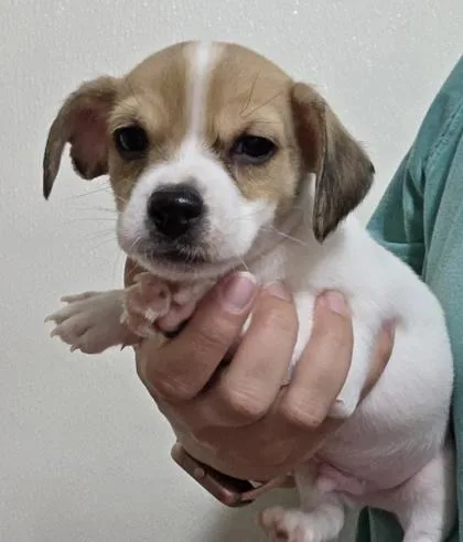 A baby small-sized male Chihuahua dog named Milo for adoption in Malvern, PA