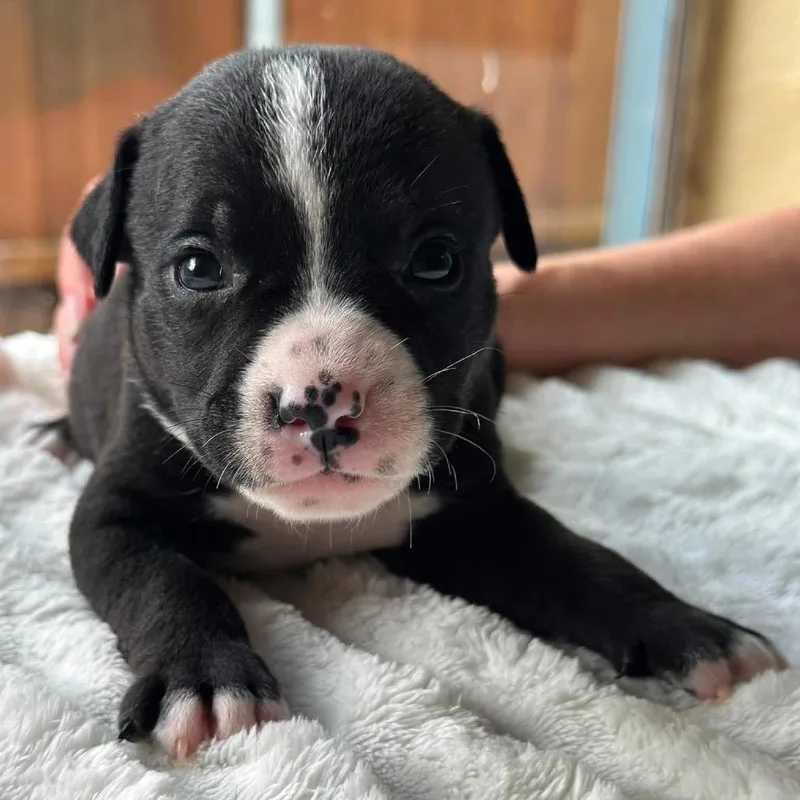 A baby medium-sized male Black Boston Terrier dog named Michael Magic for adoption in Allen, TX