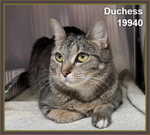 An adult medium-sized female Tabby (Gray / Blue / Silver) Domestic Short Hair cat named Duchess for adoption in Marietta, GA