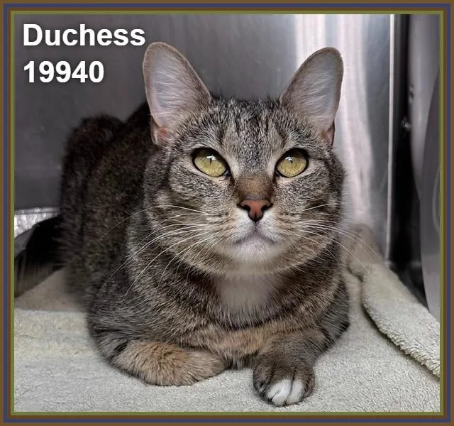 Duchess thumbnail 2