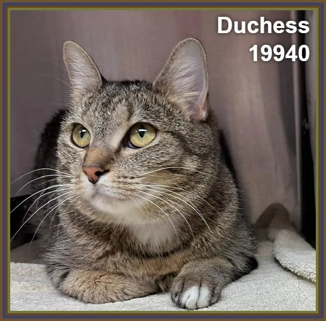 Duchess thumbnail 3
