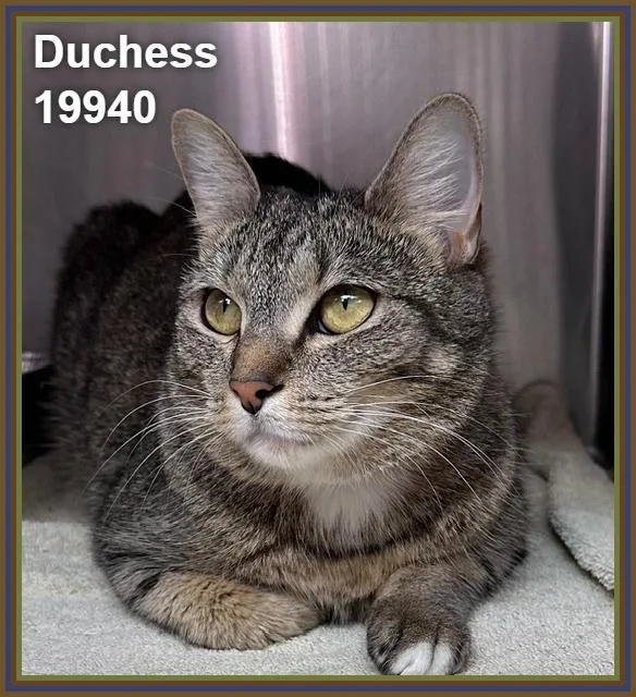 Duchess thumbnail 4