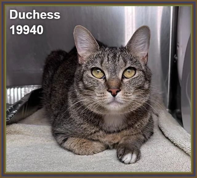 Duchess thumbnail 5