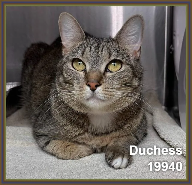 Duchess thumbnail 6