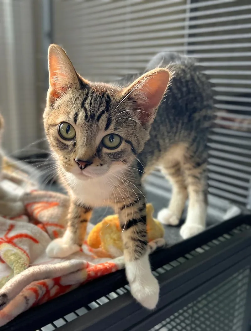 A baby medium-sized female Tabby (Brown / Chocolate) Domestic Short Hair cat named Mercedes for adoption in Seville, OH