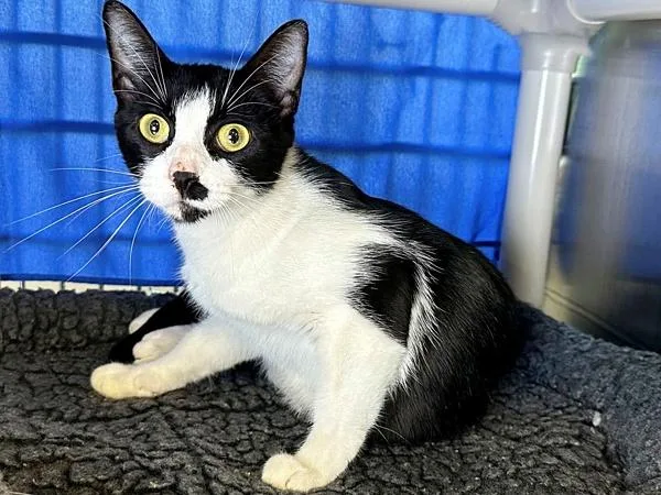 An adult small-sized female Domestic Short Hair cat named Frenchy for adoption in Sherwood, OR