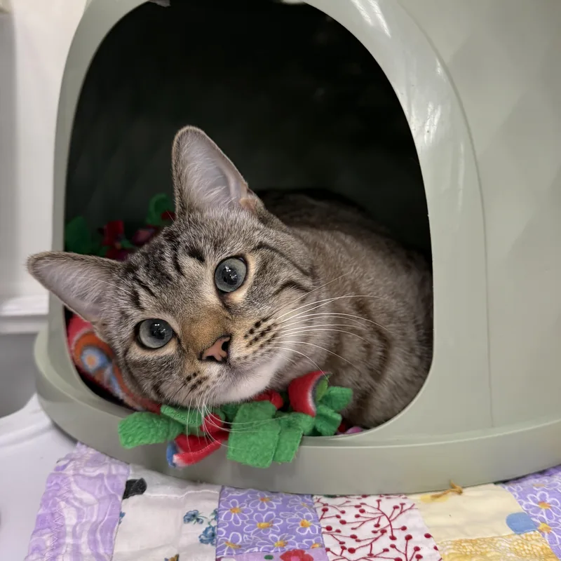 A young medium-sized male Tabby (Buff / Tan / Fawn) Domestic Short Hair cat named Koda for adoption in Oconto, WI