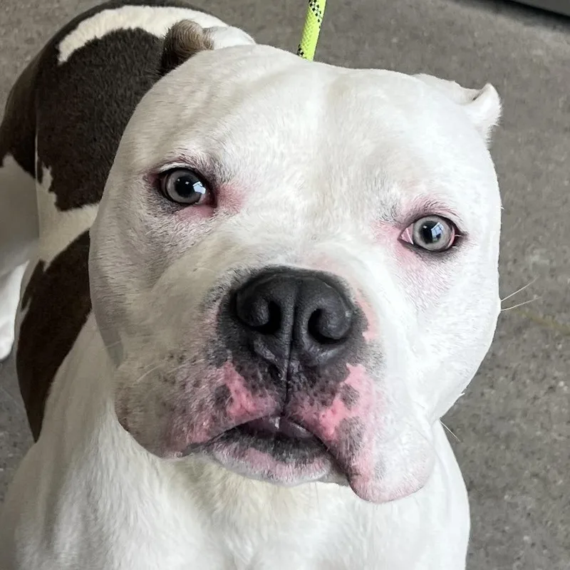 A young medium-sized male White / Cream Mixed Breed dog named Bane for adoption in Las Cruces, NM