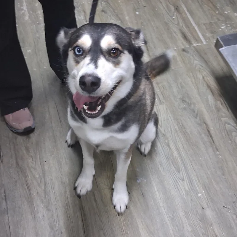 An adult medium-sized female Black Mixed Breed dog named Stella for adoption in Summerville, SC