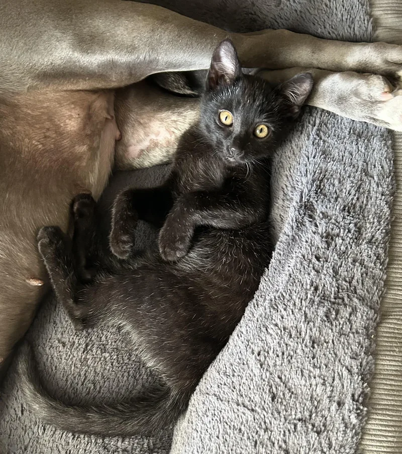 A baby small-sized male Domestic Short Hair cat named Cairo for adoption in Rio Linda, CA