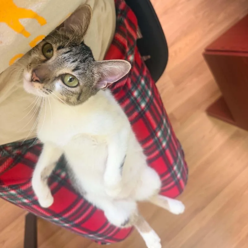 A baby medium-sized female Domestic Short Hair cat named Gypsy for adoption in Warren, NJ